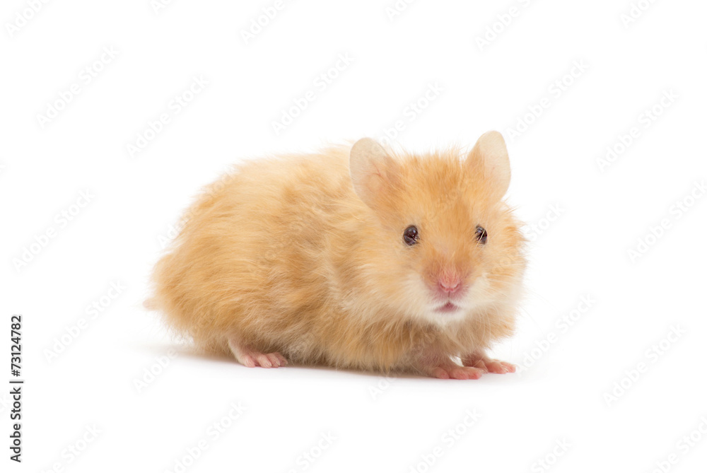 Hamster isolated on white