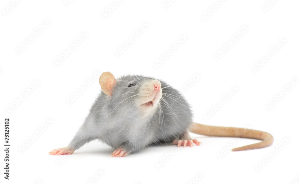 rat rat