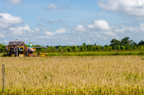 farm worker harvesting rice with tractor