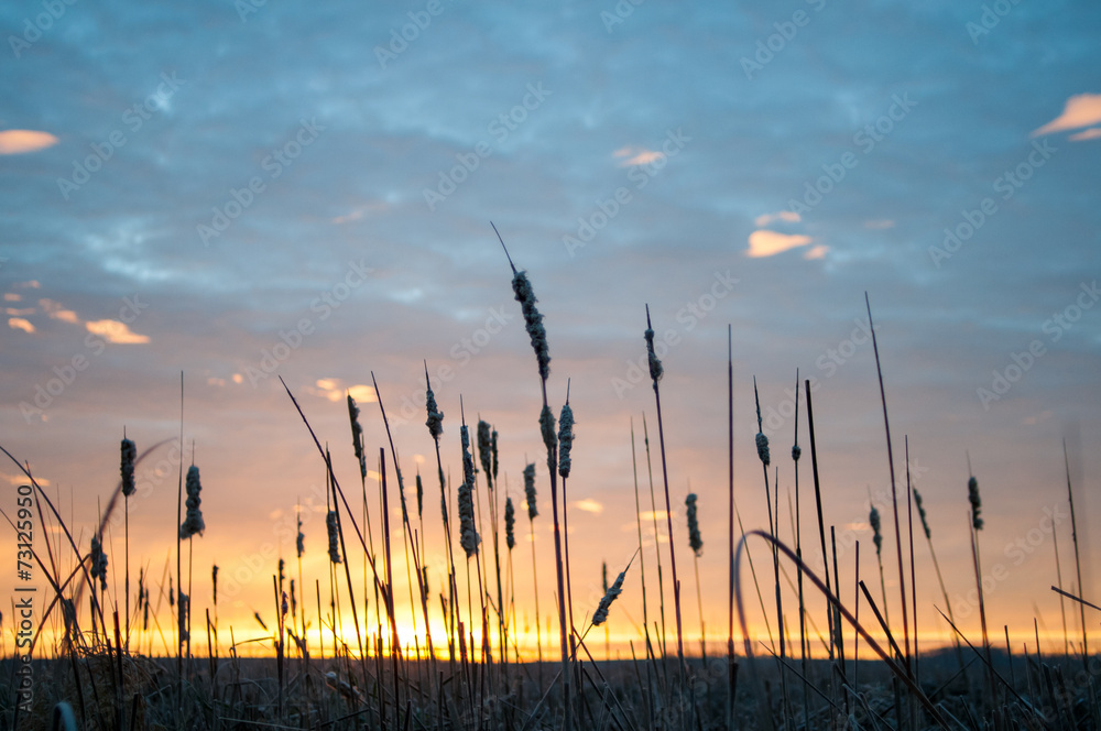 Marsh Sunrise