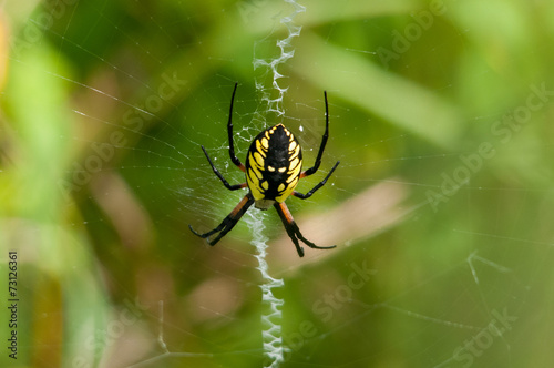 Black-and-Yellow Argiope Garden Spider