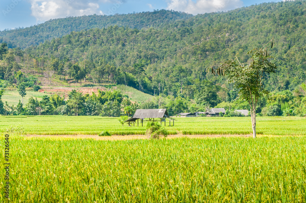 Rice fields in Chiangmai Thailand.