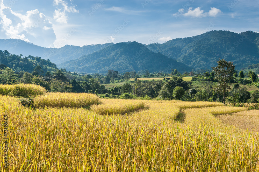Rice fields in Chiangmai Thailand.