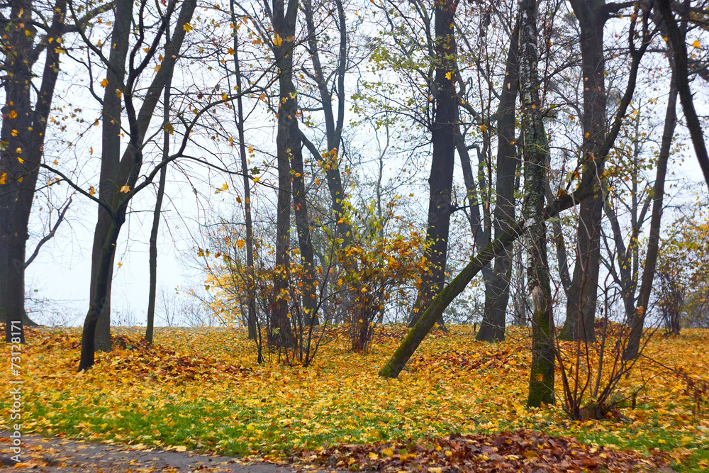 Park in autumn in foggy weather