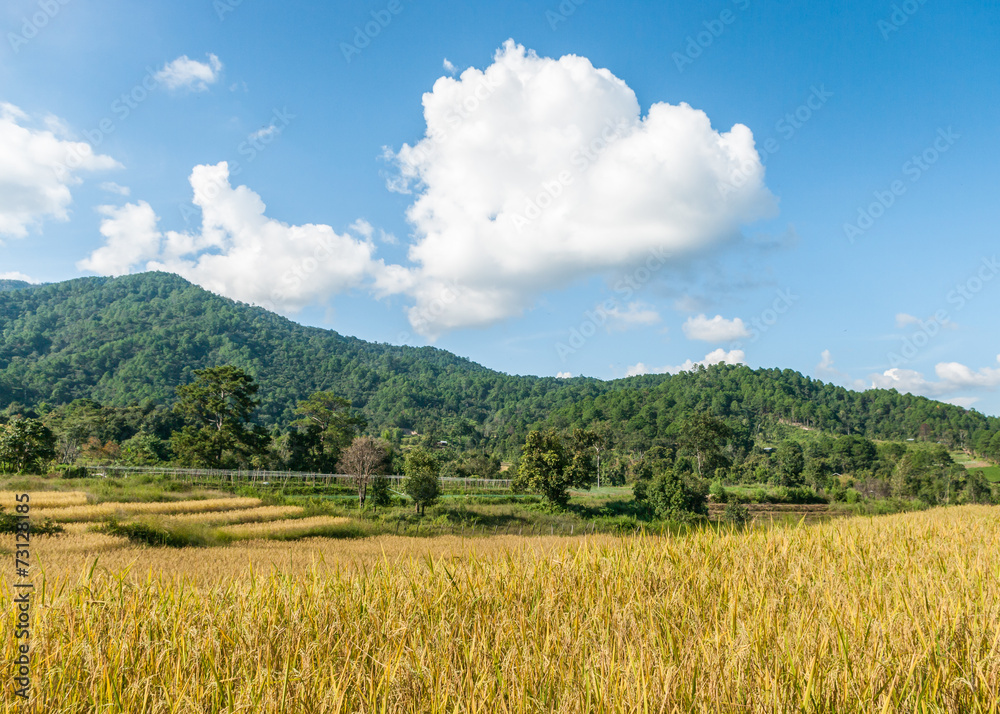 Rice fields in Chiangmai Thailand. Rice fields in Chiangmai Thailand.