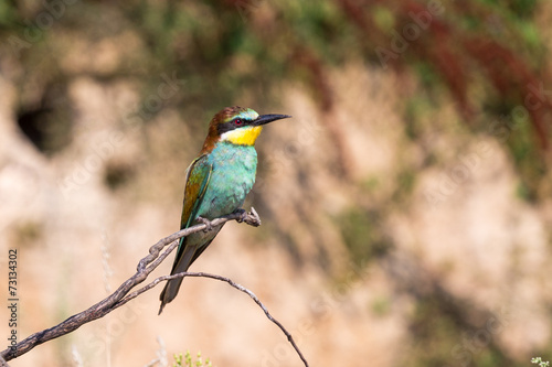 Bee eater on a branch