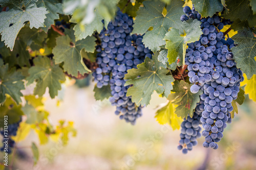 Wine grapes on summer vine