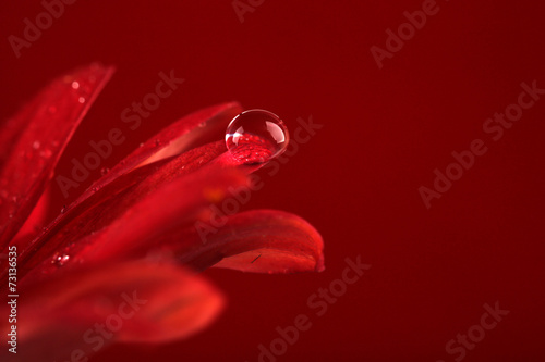 Water drops on red flower on dark background