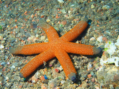 Starfish  Island Bali  Tulamben