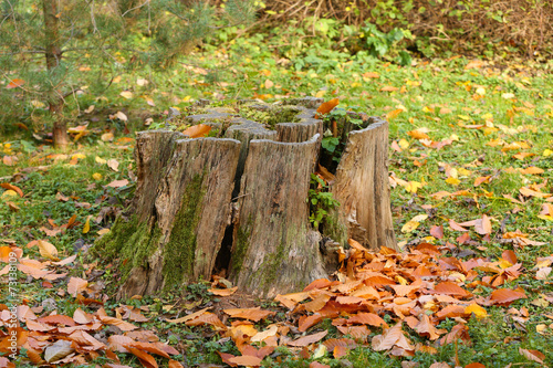 Beautiful autumn leaves and stump in forest