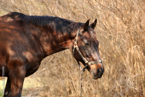 Beautiful brown horse in pasture