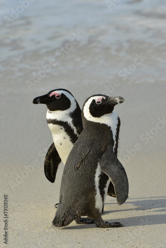  African penguins