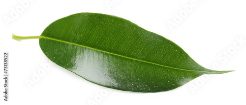 Green leaf isolated on white