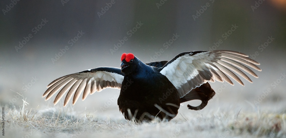 Portrait of a Gorgeous lekking black grouse (Tetrao tetrix). Portrait of a Gorgeous lekking black grouse (Tetrao tetrix).