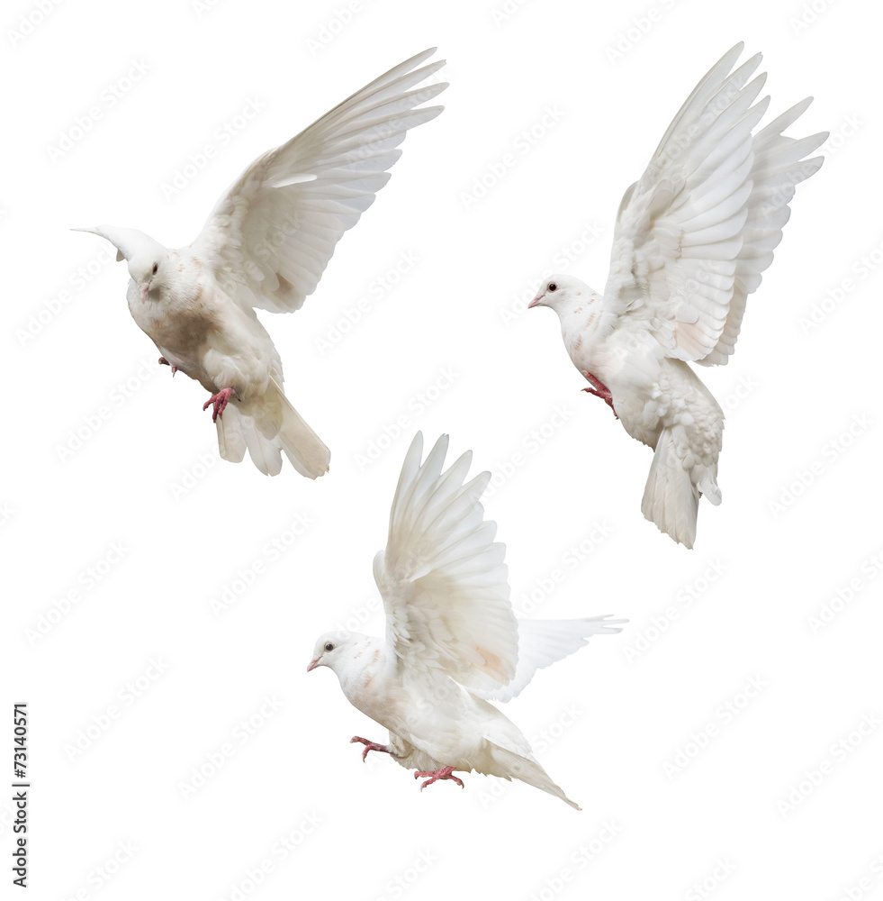 Fototapeta premium flying isolated three light pigeons