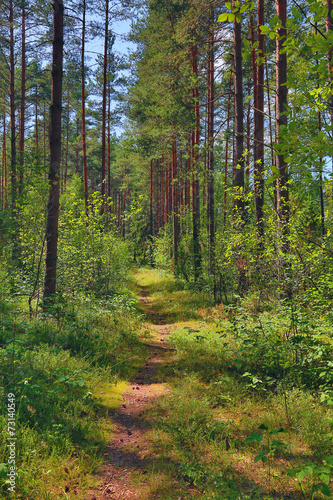 path in summer forest with pines