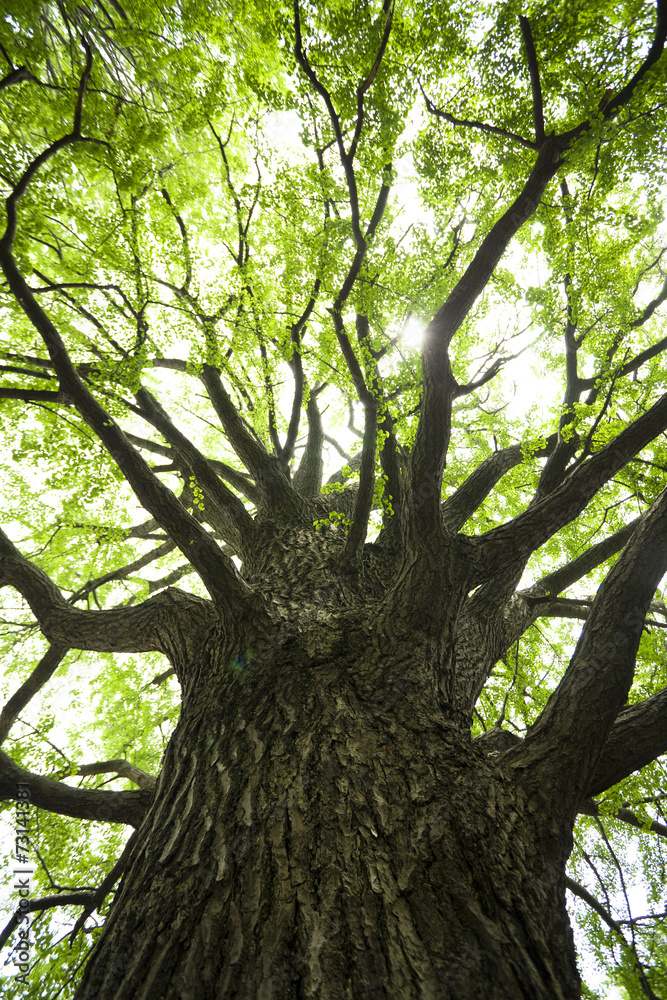 Naklejka premium 新緑のイチョウの木