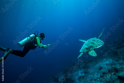 Wallpaper Mural Diver and green sea turtle in Derawan, Kalimantan underwater Torontodigital.ca
