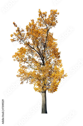 dark gold oak isolated on white