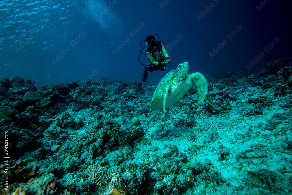 custom made wallpaper toronto digitalDiver and green sea turtle in Derawan, Kalimantan underwater
