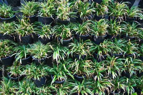 Row of Chlorophytum bichetii photo