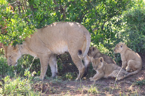 Löwenmutter mit Kindern