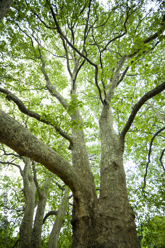 Obraz premium プラタナスの新緑
