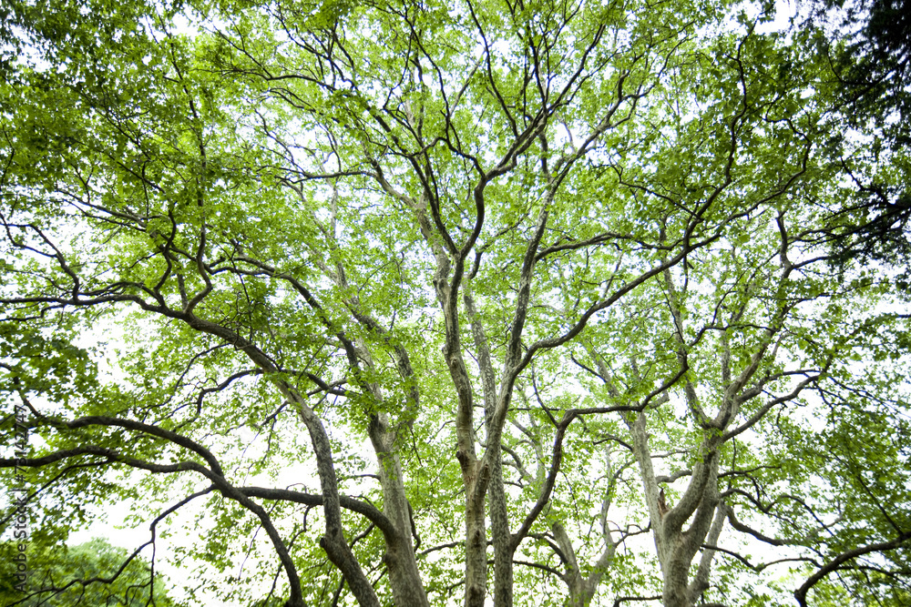 Fototapeta premium プラタナスの新緑