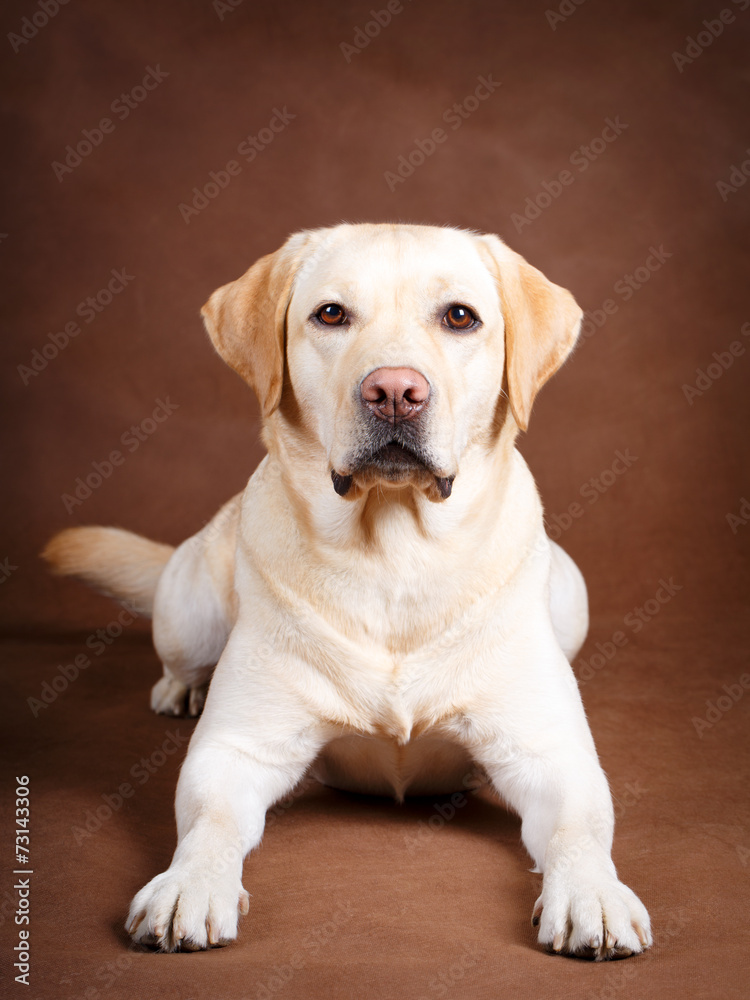 labrador retriever dog