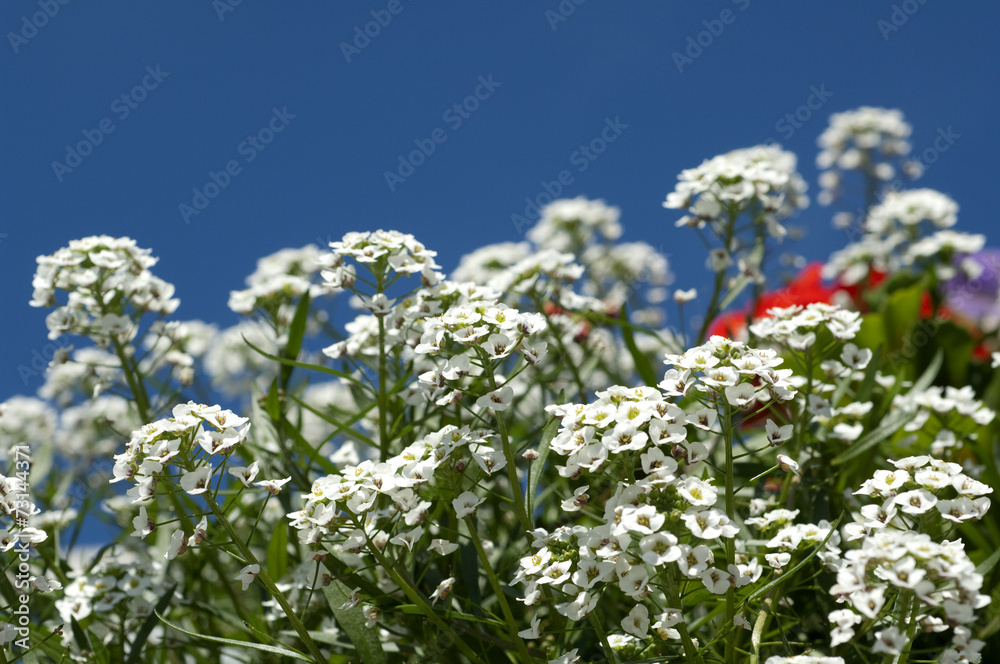 Duftsteinrich, Lobularia maritima,