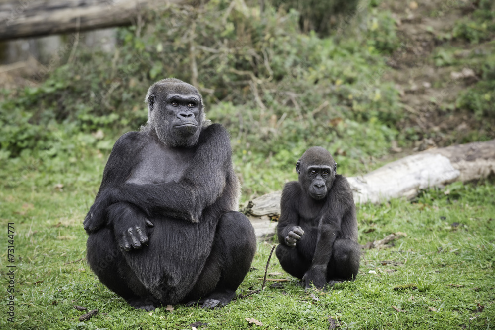 Gorille femelle et son petit