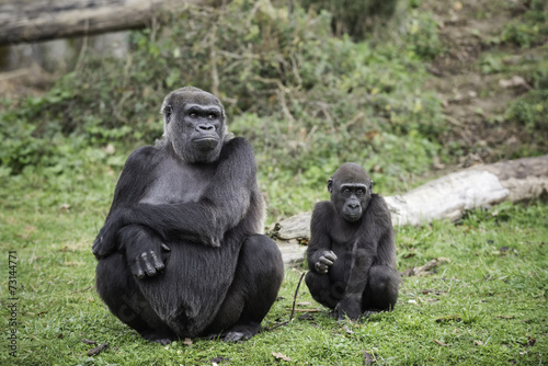 Gorille femelle et son petit