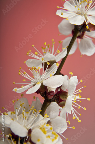 flowers of apricot photo