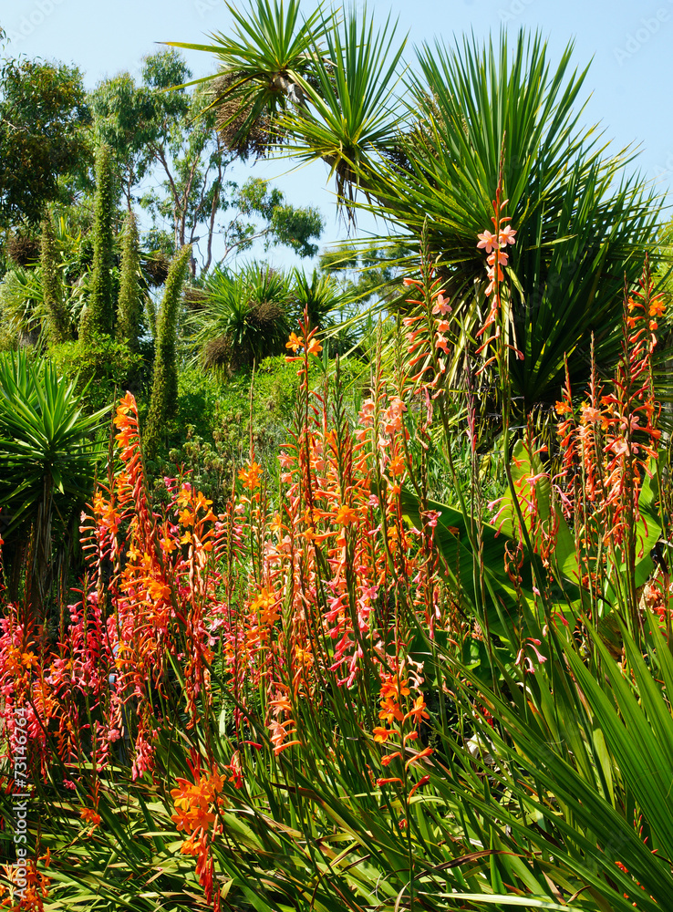 Fototapeta premium Watsonia