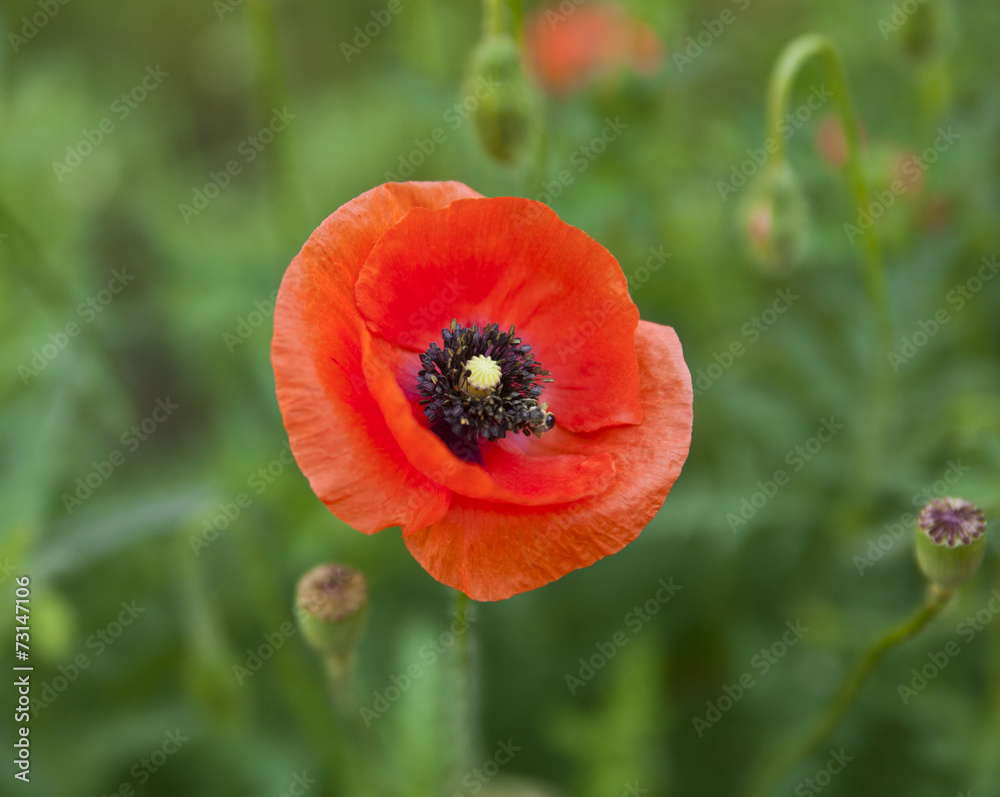 flower of poppy flower of poppy