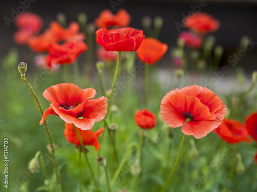 flower of poppy