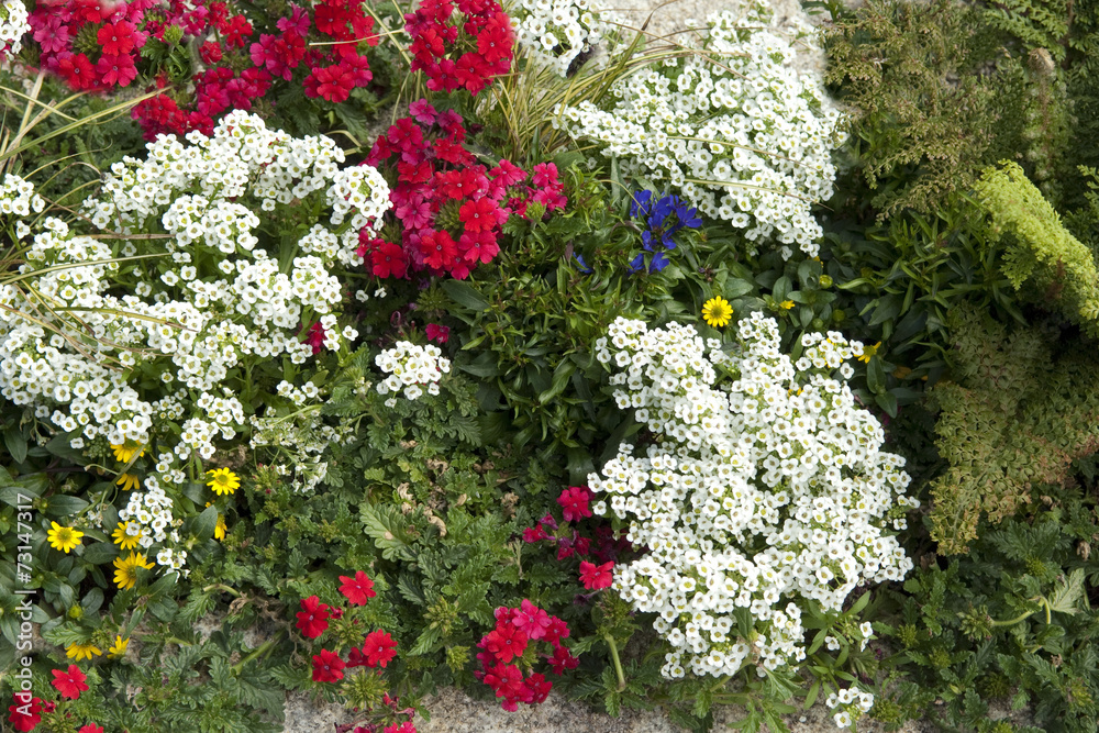 Grabbepflanzung; Sommerblumen, Grabbepflanzung; Sommerblumen,