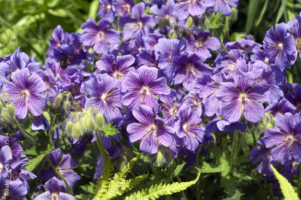 Storchschnabel; Geranium; magnificum;