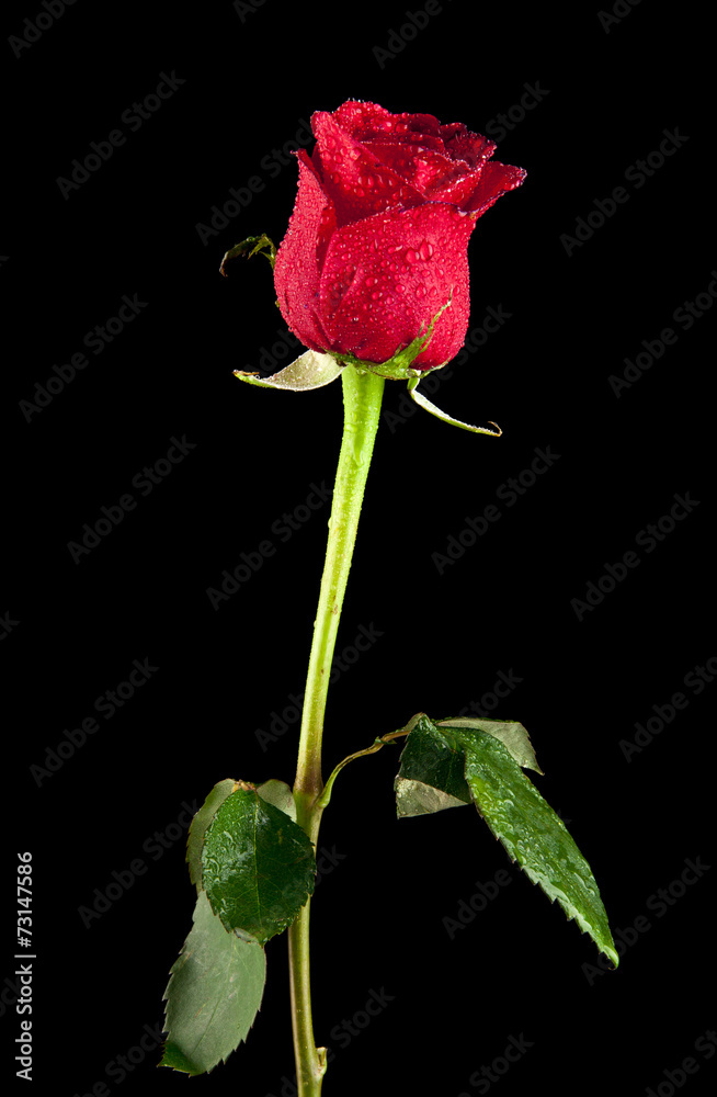 Fototapeta premium rose
