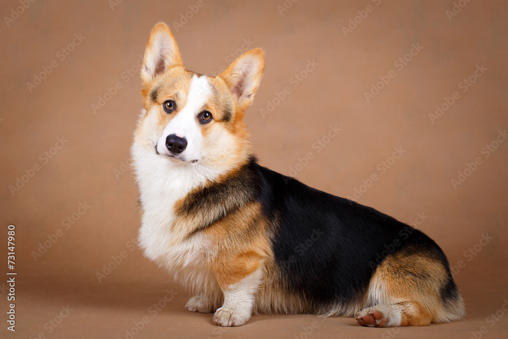 Welsh Corgi Pembroke dog Welsh Corgi Pembroke dog