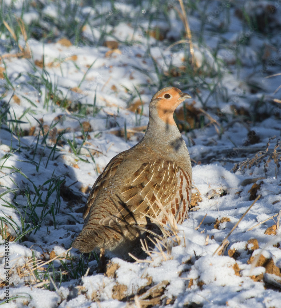 Grey partridge