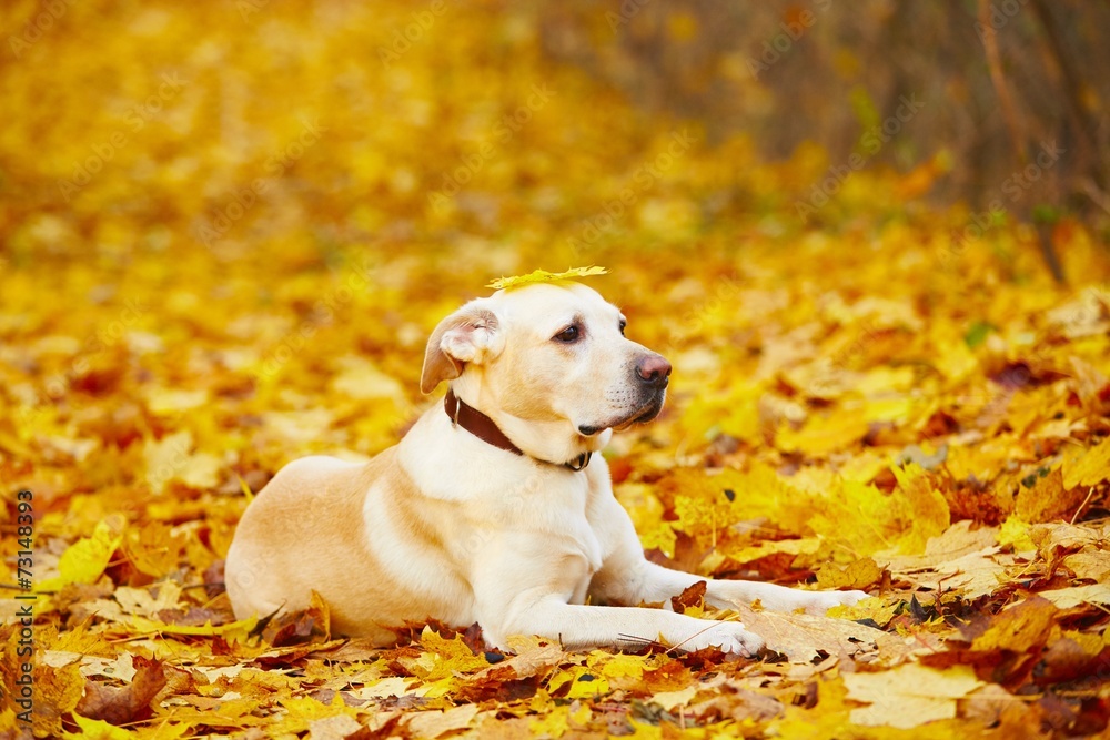 Dog in autumn Dog in autumn