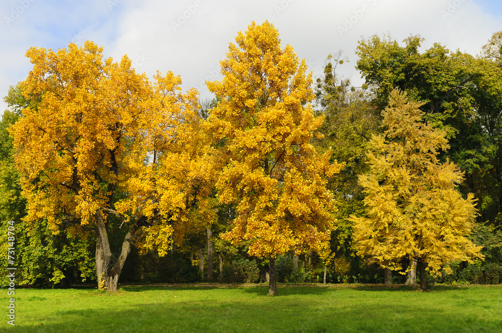 Beautiful fall trees