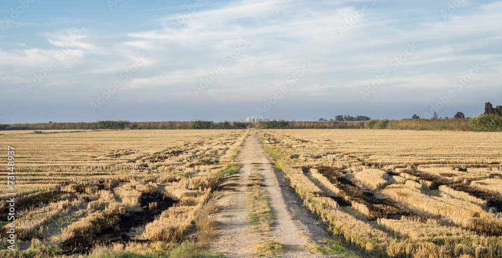 Albufera burnt rice plantations with track and skyline of city