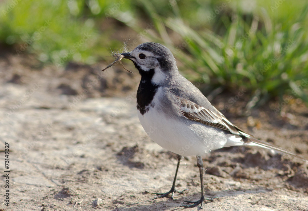 White Wagtail White Wagtail
