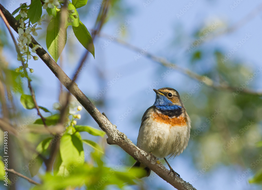 Bluethroat on the bird cherry tree Bluethroat on the bird cherry tree