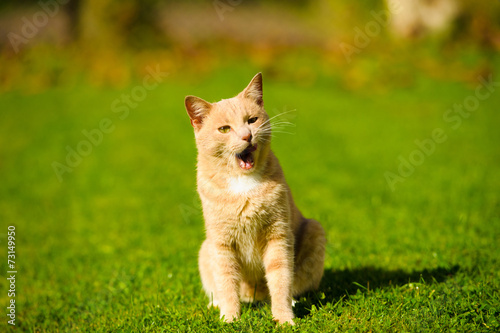 Funny cat on green grass © The Len