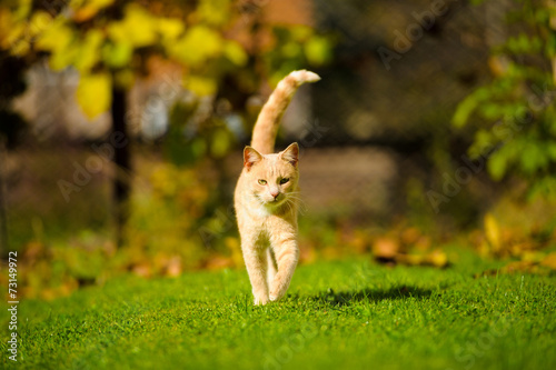 Funny cat on green grass