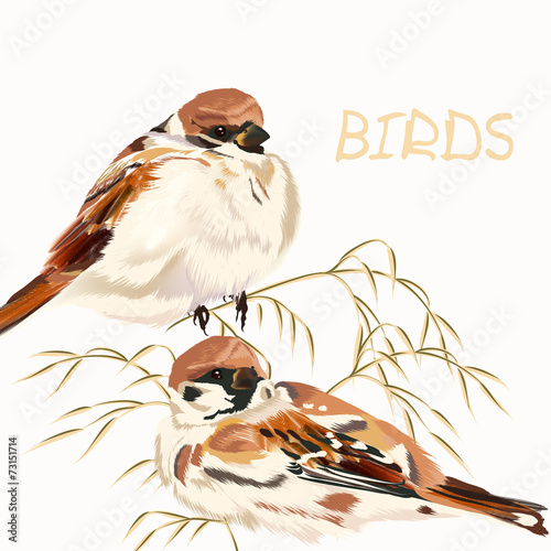 Background with birds on white