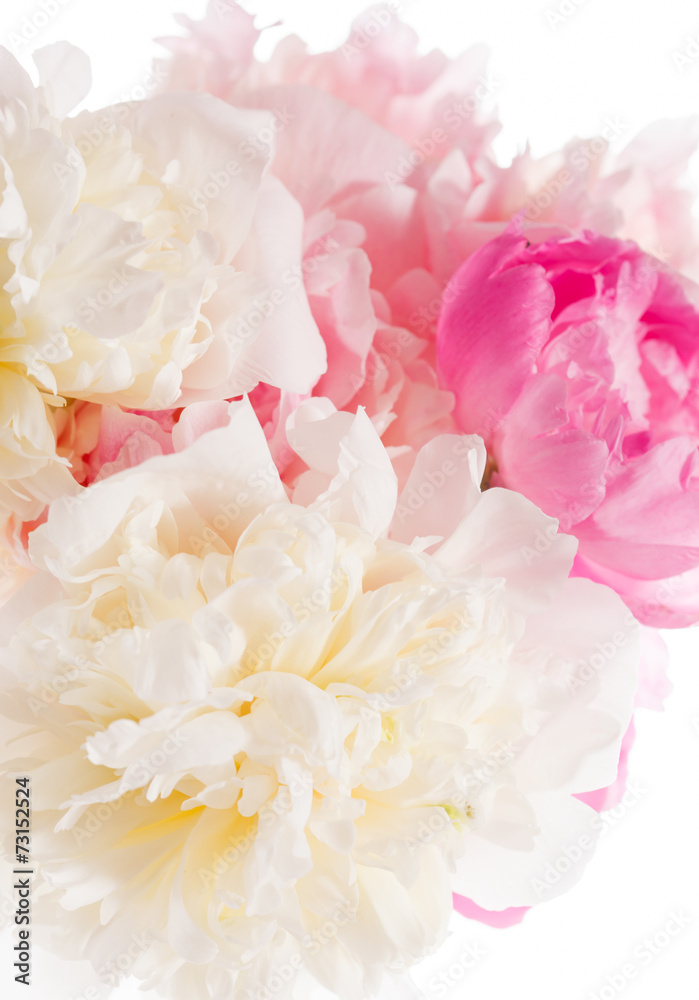 peony on the white